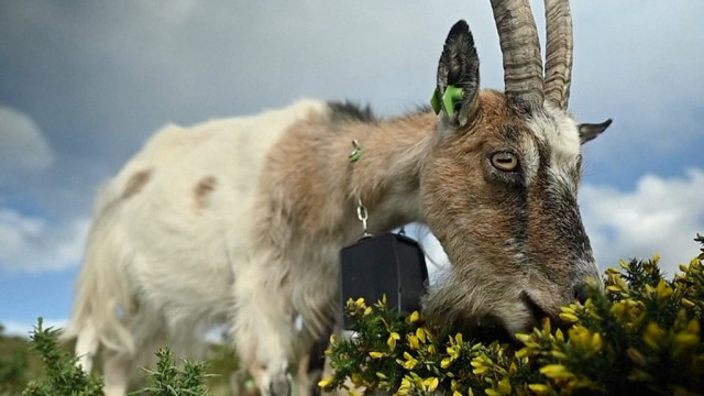 Дикие козы защищают от пожаров пригород Дублина - Marchelache