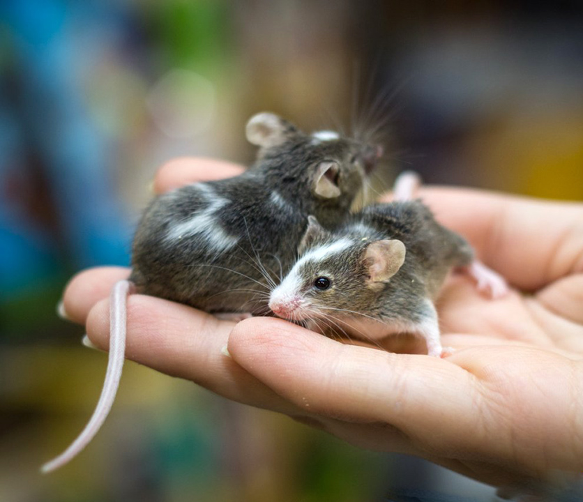 Маленькие живые мышки. Японская карликовая мышка. Декоративные мыши. Мыши домашние декоративные. Маленькие декоративные мышки.