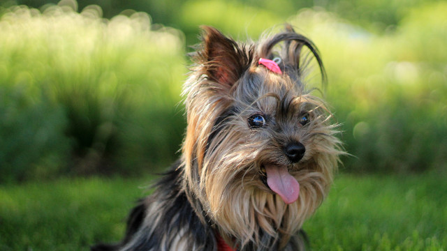 Болезнь Легга-Кальве-Пертеса у собак - Marchelache