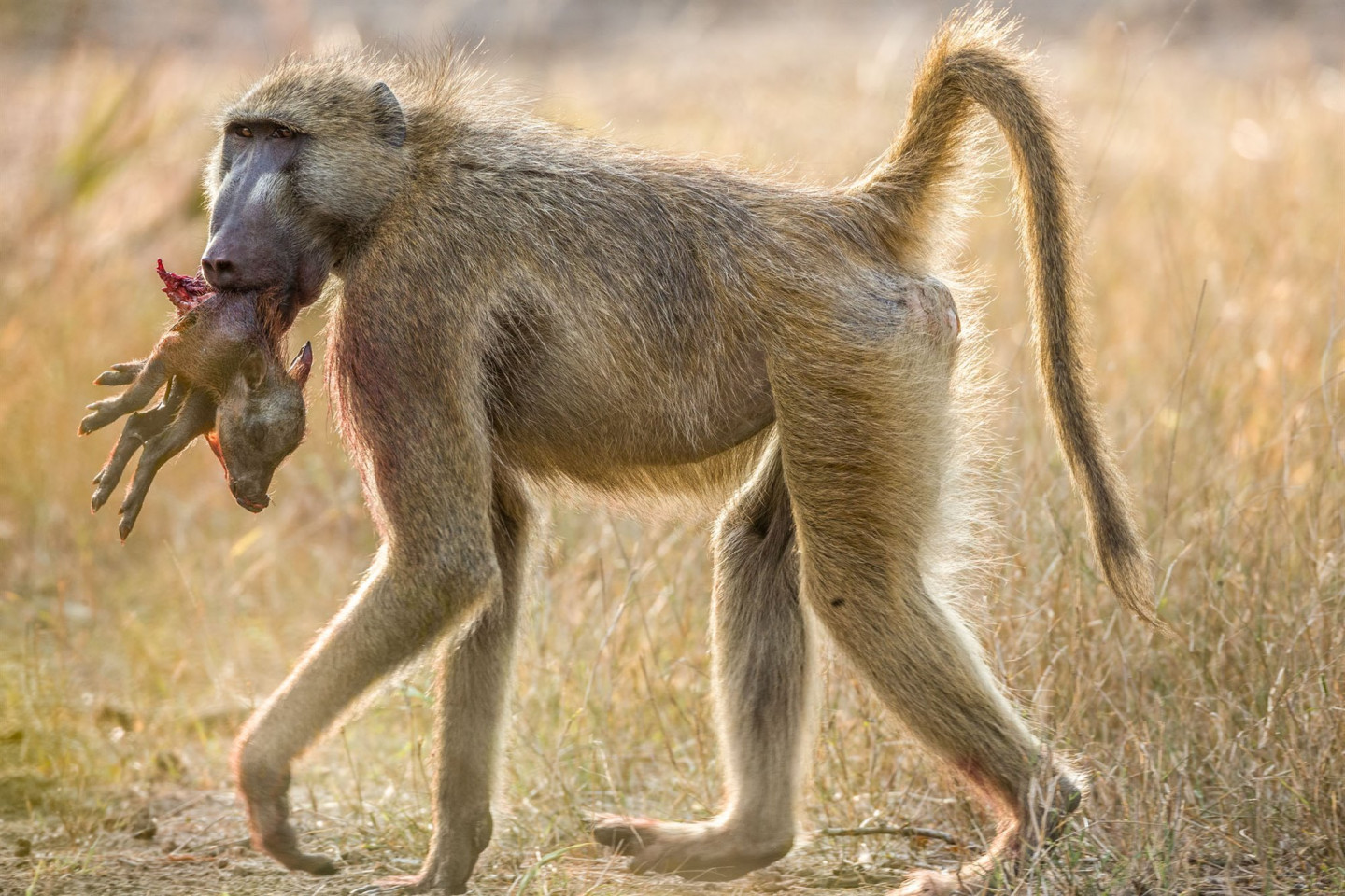 Самые опасные обезьяны в мире - Marchelache