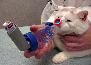 Ингалятор при астме у кошек би велл паровозик ингалятор wn 115k