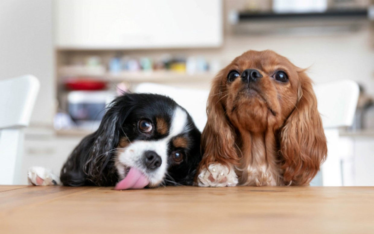 Cute Dog behind Table.