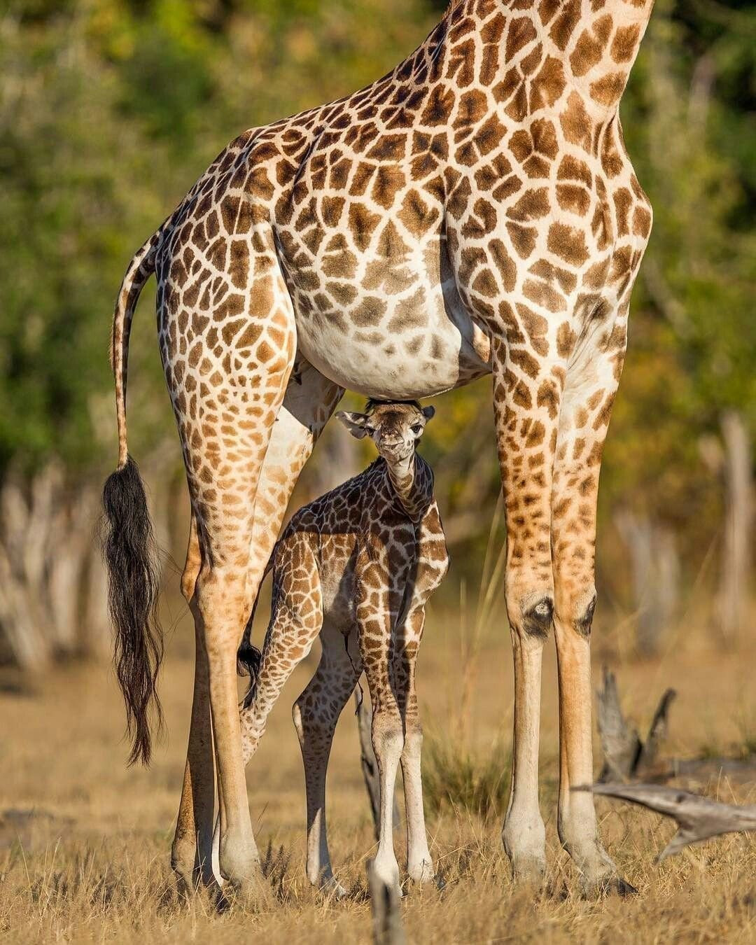 член у жирафа длина фото 107