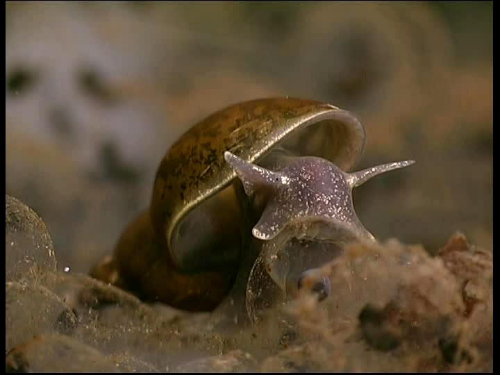 Чем питается малый прудовик. Брюхоногие моллюски прудовик. Моллюск прудовик обыкновенный. Обыкновенный прудовик (Lymnaea stagnalis). Прудовик болотный.