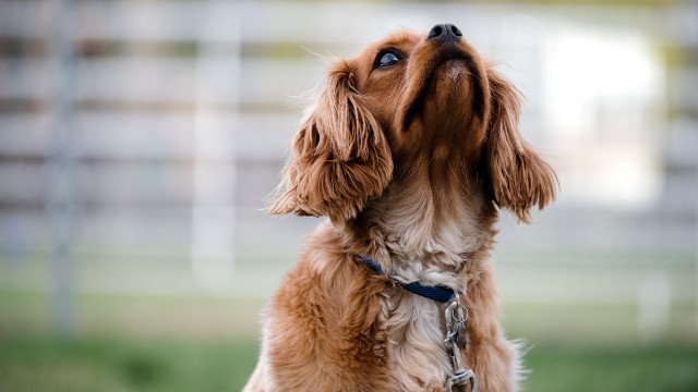 Признаки глистов у собаки - Marchelache