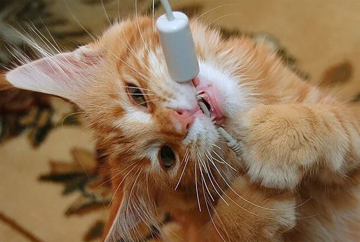 Как отучить кошку грызть провода