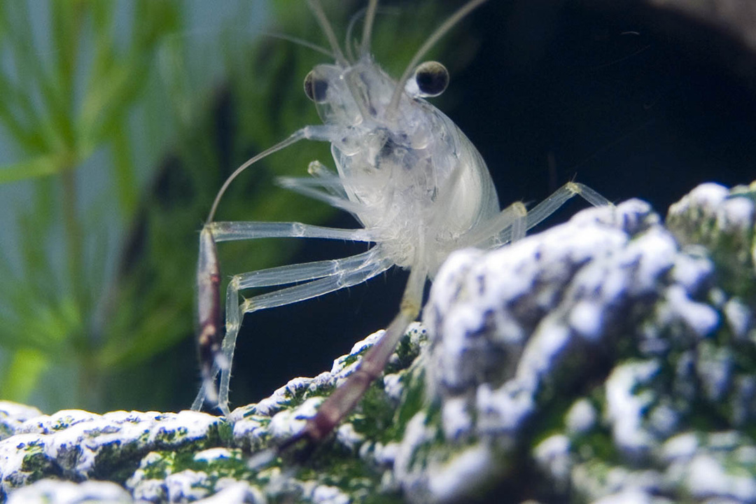 Glass shrimp (англ). 