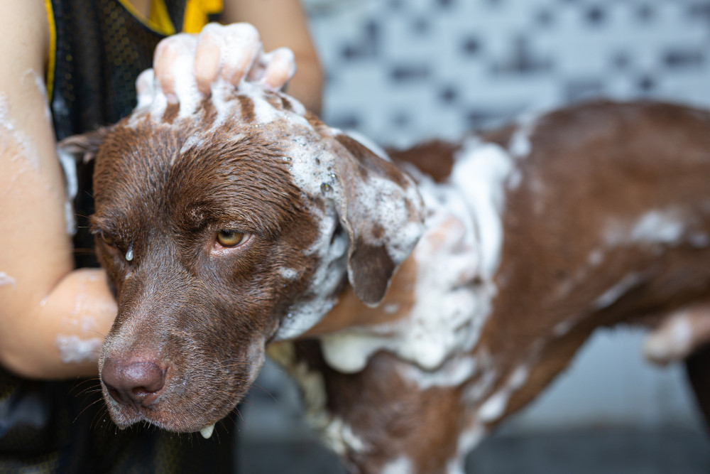 Можно мыть собаку человеческим шампунем. Dog Routine.