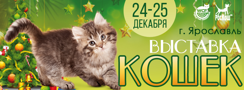 Выставка кошек ярославль. Выставка кошек в Ярославле. Выставка кошек Ярославский Вернисаж. Вернисаж выставка кошек Ярославль. Алиса Бест Ярославль.