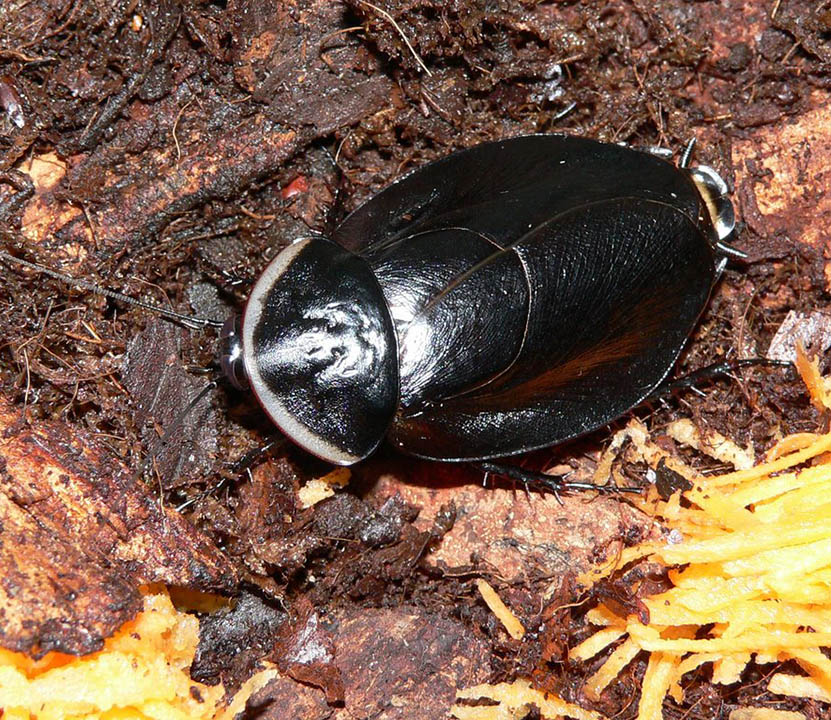 Кубинский черный. Byrsotria Rothi. Byrsotria fumigata. Panesthia angustipennis. Черные канализационные тараканы.