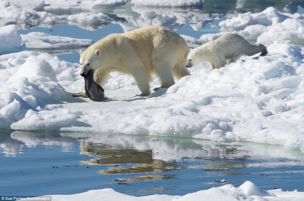 Ice animals. Белый Полярный медведь Нерпа. Белый медведь охотится на Белуху. Белый медведь ловит рыбу.