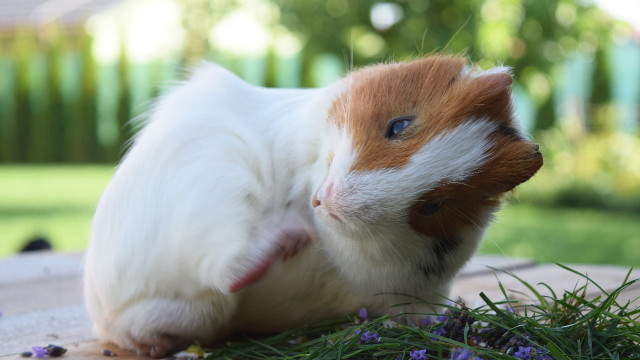 Что делать, если морская свинка заболела и отказывается есть - Marchel...