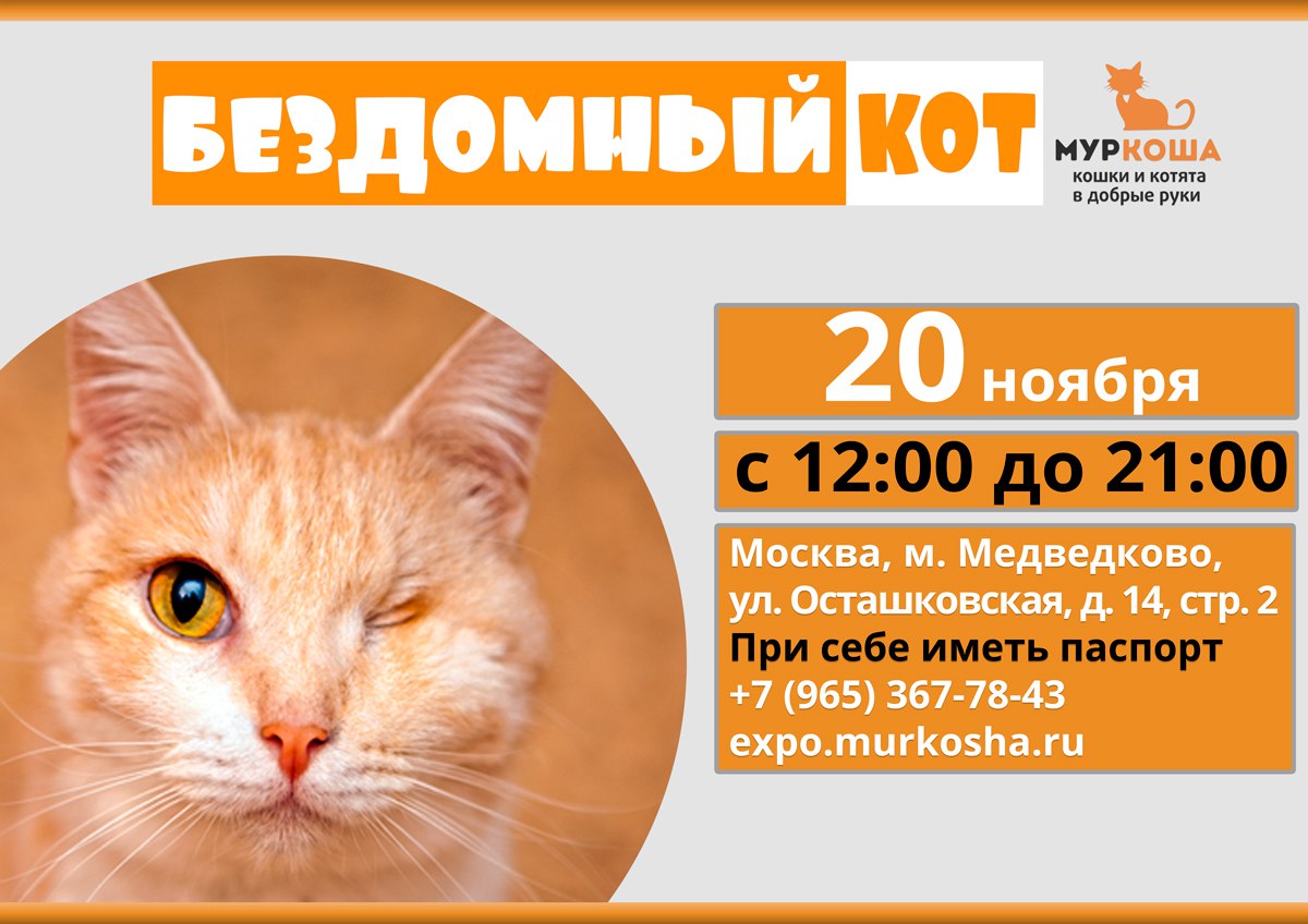 Сайт приюта кошек муркоша. Кошачий приют в Москве Муркоша. Приют Муркоша котята. Муркоша кошки и котята в добрые руки. Муркоша логотип.