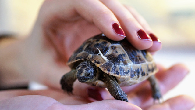 Болезни панциря у черепах: клинические проявления