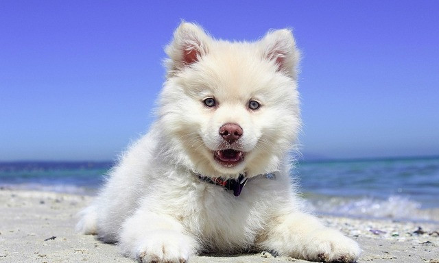 Собака ест песок — что делать?