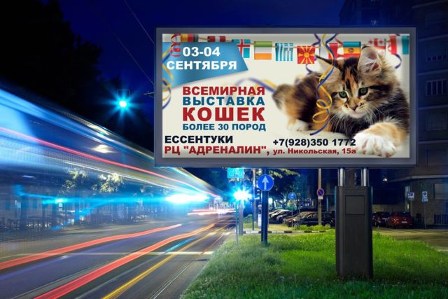 Выставка котят в москве 2023. Реклама с котом. Баннер с котом. Баннер с рекламой кота. Коты в рекламе недвижимости.