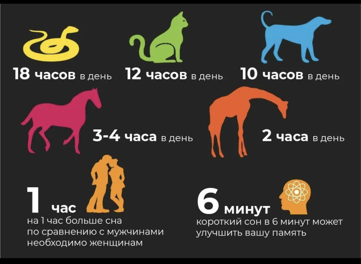 Сколько спят коты