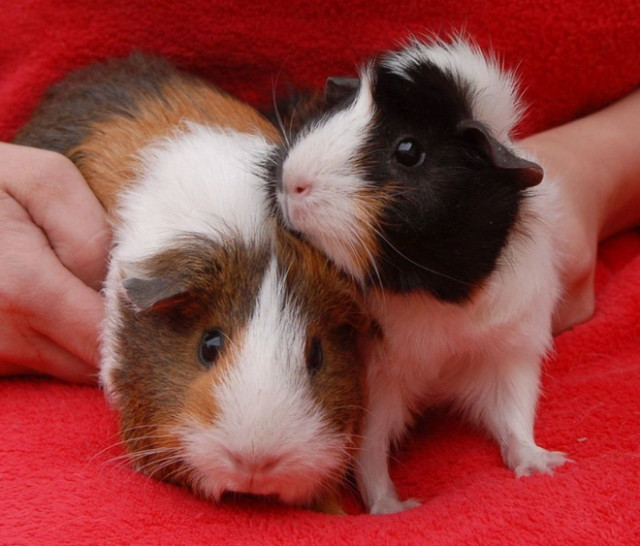 Почему морская свинка убегает - Marchelache