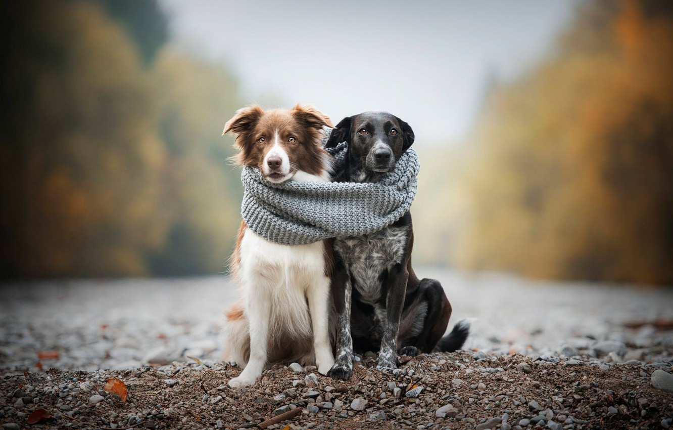 Собака в шарфе