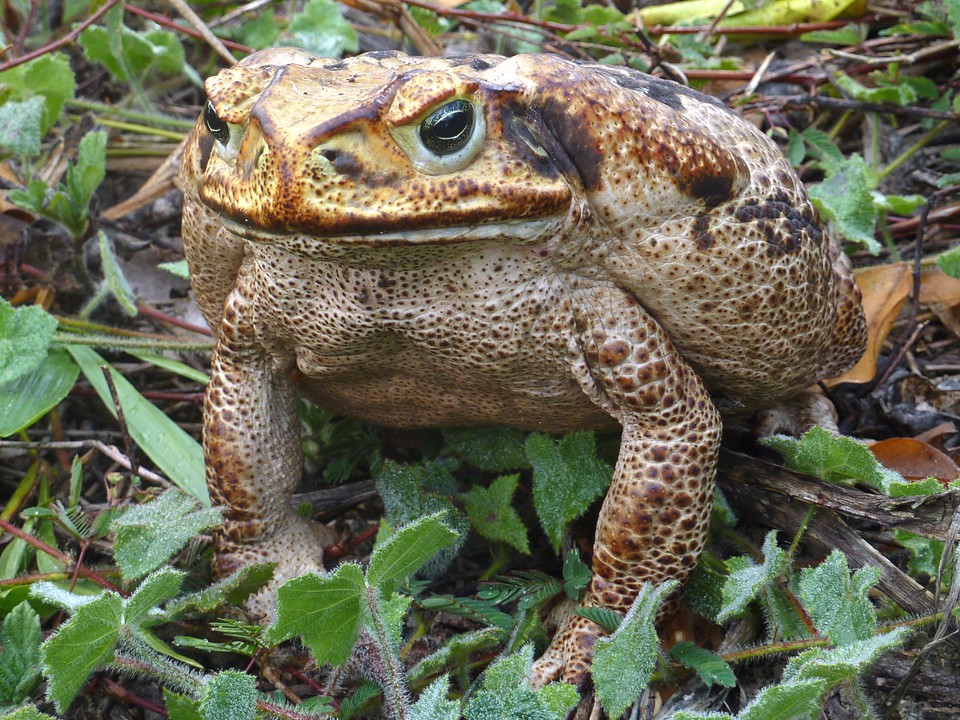 Marine toad, Cane toad (англ. 