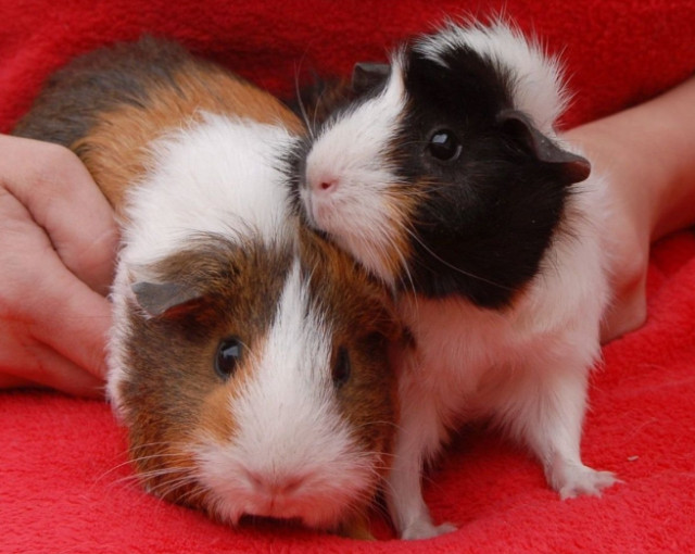 Если морская свинка живет одна - Marchelache