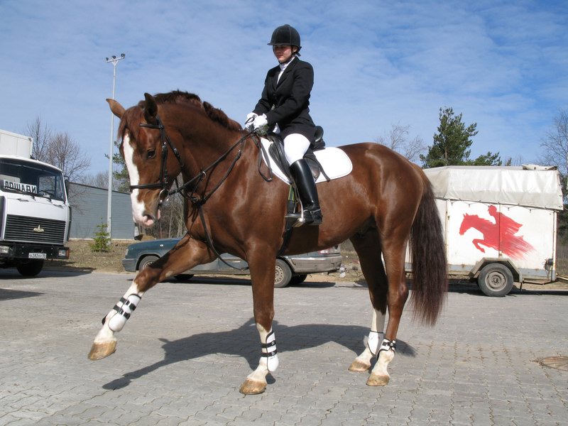 Верховая езда авито. Конь Ольденбургский породы. Ольденбургский мерин. Ольденбургская лошадь спорт. Ольденбургская лошадь в выездке.
