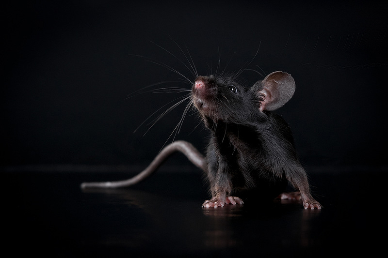 Наведи мышь. Мышь черная домовая. Черная мышка. Черный мышонок. Маленькая черная мышь.